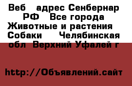 Веб – адрес Сенбернар.РФ - Все города Животные и растения » Собаки   . Челябинская обл.,Верхний Уфалей г.